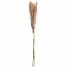 Buy 💯 Mini Natural Brown Pampas Bunch by Ashland® 🔥 1 Buy 💯 Mini Natural Brown Pampas Bunch by Ashland® 🔥 -Ashland Shop 10698883 1