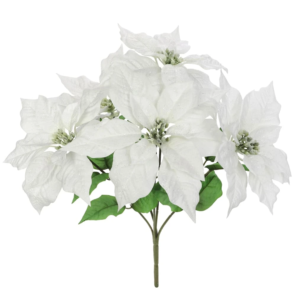 Best deal π Cream Poinsettia Bush by Ashland® βοΈ 3 Best deal π Cream Poinsettia Bush by Ashland® βοΈ