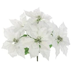 Best deal π Cream Poinsettia Bush by Ashland® βοΈ 7 Best deal π Cream Poinsettia Bush by Ashland® βοΈ -Ashland Shop 10700152 2