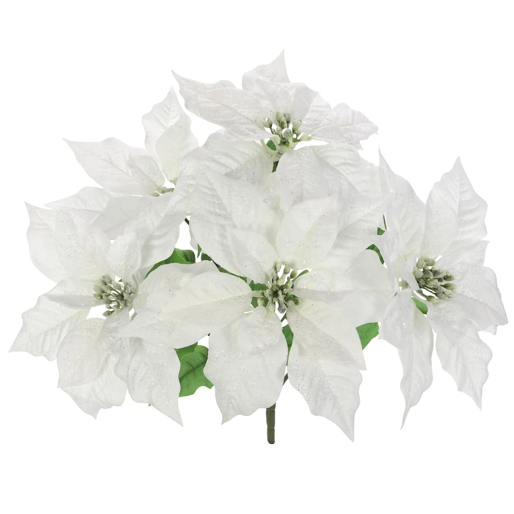 Best deal π Cream Poinsettia Bush by Ashland® βοΈ 5 Best deal π Cream Poinsettia Bush by Ashland® βοΈ - Image 3