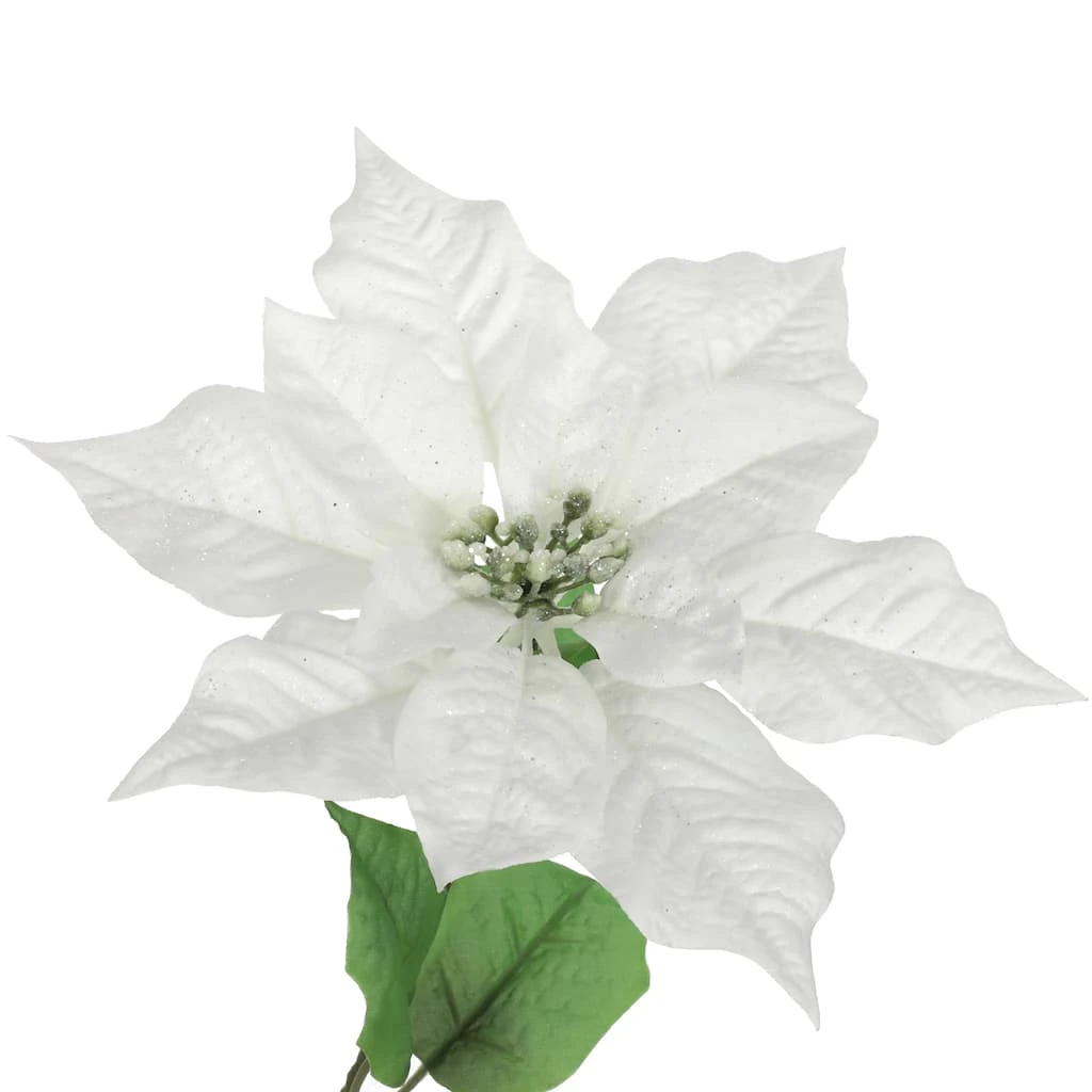 Best deal π Cream Poinsettia Bush by Ashland® βοΈ 4 Best deal π Cream Poinsettia Bush by Ashland® βοΈ - Image 2