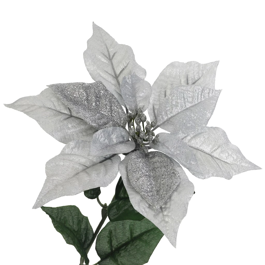 Best Pirce β Silver Poinsettia Bush by Ashland® π₯° 4 Best Pirce β Silver Poinsettia Bush by Ashland® π₯° - Image 2