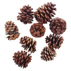 Discount ❤️ Cinnamon Scented Pinecones by Ashland® 🎉 -Ashland Shop 10701018 2