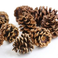 Discount ❤️ Cinnamon Scented Pinecones by Ashland® 🎉 -Ashland Shop 10701018 3