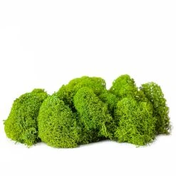 Buy ✔️ Green Reindeer Moss by Ashland® 🔥 -Ashland Shop 10703339 2