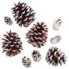 Best Sale 😍 Snow Dusted Pinecones by Ashland® 🥰
