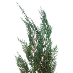 Deals 🌟 Assorted Dried Cedar Bouquet by Ashland® 👍 -Ashland Shop 10703769 2