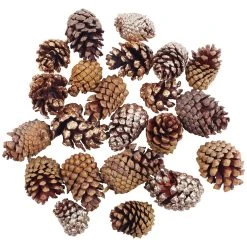 Hot Sale 😍 Assorted Cinnamon Scented Pinecones by Ashland® ✔️ -Ashland Shop 10703830 2
