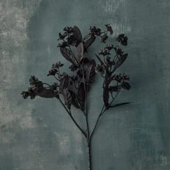 Cheapest 🔔 12 Pack: Black Double Baby's Breath Spray by Ashland® 👏 -Ashland Shop MP035277 20