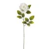 Brand new ⌛ 24 Pack: White Holland Rose Stem by Ashland® 🤩 2 Brand new ⌛ 24 Pack: White Holland Rose Stem by Ashland® 🤩 -Ashland Shop MP056110 1