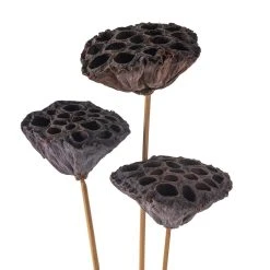 Deals ✨ 12 Pack: Natural Lotus Pods Stem by Ashland® ⌛ -Ashland Shop MP065712 20