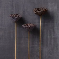 Deals ✨ 12 Pack: Natural Lotus Pods Stem by Ashland® ⌛ -Ashland Shop MP065712 22