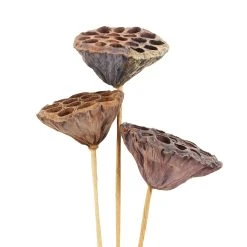 Deals ✨ 12 Pack: Natural Lotus Pods Stem by Ashland® ⌛ -Ashland Shop MP065712 3