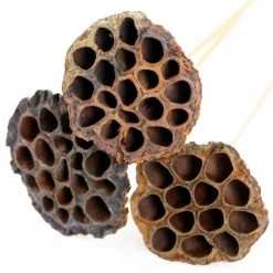 Deals ✨ 12 Pack: Natural Lotus Pods Stem by Ashland® ⌛ -Ashland Shop MP065712 4