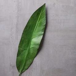 Best reviews of 😍 16 Pack: Green Tropical Bird Of Paradise Leaf Spray by Ashland® 🥰 -Ashland Shop MP066923 22