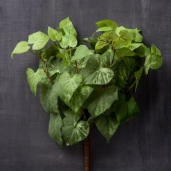 Hot Sale ⌛ 8 Pack: Yellow & Green Potato Leaf Bush by Ashland® 🤩 -Ashland Shop MP128897 25