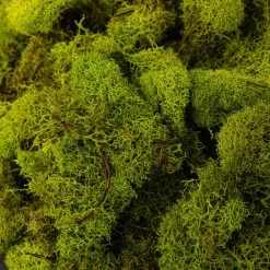 Flash Sale ⌛ 12 Pack: Reindeer Moss by Ashland® ✨ 10 Flash Sale ⌛ 12 Pack: Reindeer Moss by Ashland® ✨ -Ashland Shop MP135038 22