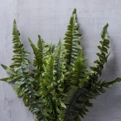 Cheapest ⌛ 12 Pack: Boston Fern Bush by Ashland® ❤️ -Ashland Shop MP194885 22