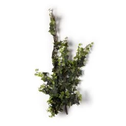 Hot Sale ⌛ 12 Pack: Star Ivy Bush by Ashland® ✔️ 7 Hot Sale ⌛ 12 Pack: Star Ivy Bush by Ashland® ✔️ -Ashland Shop MP194917 21