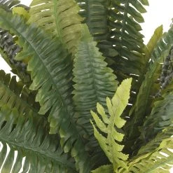 Buy 🔔 12 Pack: Boston Fern Bush by Ashland® ⭐ -Ashland Shop MP194922 2