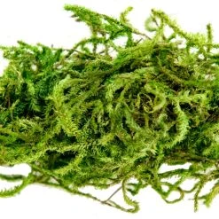 Cheap 🥰 12 Pack: Preserved Forest Moss by Ashland® 💯 -Ashland Shop MP204602 4