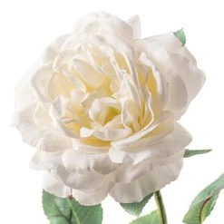 Top 10 💯 12 Pack: White Sophia Rose Stem by Ashland® ❤️ -Ashland Shop MP213470 20