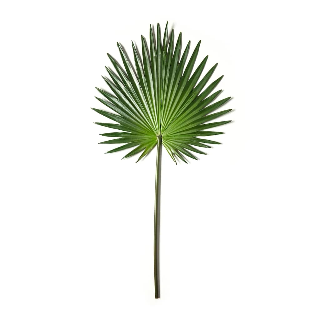 Flash Sale ✔️ 6 Pack: Green Fan Palm Stem by Ashland® ✔️ 5 Flash Sale ✔️ 6 Pack: Green Fan Palm Stem by Ashland® ✔️ - Image 3