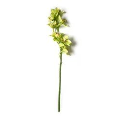 Cheapest 🎉 8 Pack: Pale Green Boat Orchid Stem by Ashland® ⌛ -Ashland Shop MP230928 21