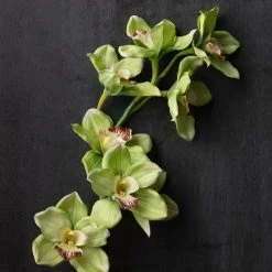 Cheapest 🎉 8 Pack: Pale Green Boat Orchid Stem by Ashland® ⌛ -Ashland Shop MP230928 22