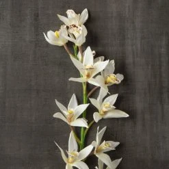 Deals 🥰 8 Pack: Cream Boat Orchid Stem by Ashland® 🥰 -Ashland Shop MP230929 25