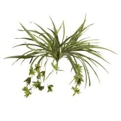 Promo 🔔 12 Pack: Green Spider Bush by Ashland® ✔️