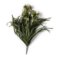 Promo 🔔 12 Pack: Green Spider Bush by Ashland® ✔️ -Ashland Shop MP240812 21