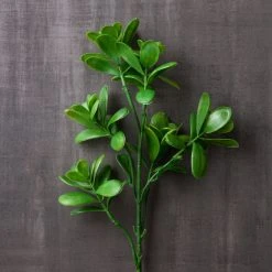 Coupon ⌛ 12 Pack: Green Crassula Spray by Ashland® 🔔 -Ashland Shop MP262977 22