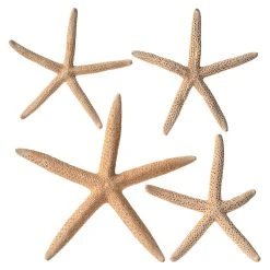 Best deal 😀 6 Packs: 4 ct. (24 total) White Glitter Starfish by Ashland® 😍