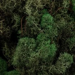 Wholesale 😀 12 Pack: Basil Green Reindeer Moss by Ashland® 🤩 -Ashland Shop MP284152 22