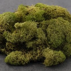 Cheap ✨ 12 Pack: Spring Green Reindeer Moss by Ashland® 🎉 -Ashland Shop MP284153 21