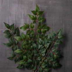 Coupon ❤️ 24 Pack: Green China Dollar Spray by Ashland® 😉 9 Coupon ❤️ 24 Pack: Green China Dollar Spray by Ashland® 😉 -Ashland Shop MP292511 22