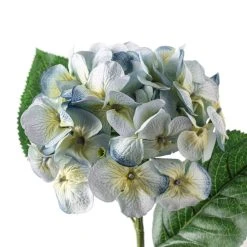 Budget ✨ 12 Pack: Blue & Green Hydrangea Stem by Ashland® ⭐ 9 Budget ✨ 12 Pack: Blue & Green Hydrangea Stem by Ashland® ⭐ -Ashland Shop MP297077 20