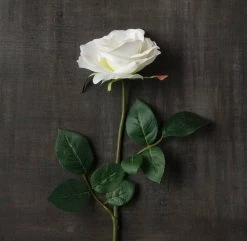 Best reviews of 😉 16 Pack: Ivory Princess Rose Stem by Ashland® 😀 8 Best reviews of 😉 16 Pack: Ivory Princess Rose Stem by Ashland® 😀 -Ashland Shop MP297096 25