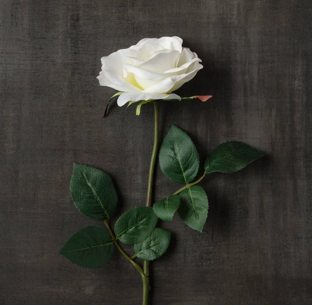 Best reviews of 😉 16 Pack: Ivory Princess Rose Stem by Ashland® 😀 5 Best reviews of 😉 16 Pack: Ivory Princess Rose Stem by Ashland® 😀 - Image 3