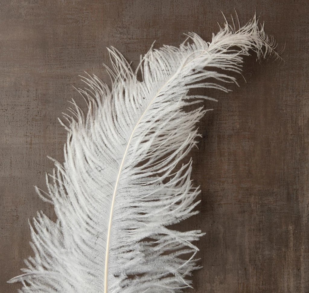 Budget ✔️ 12 Pack: Ivory Ostrich Feather by Ashland® 🤩 4 Budget ✔️ 12 Pack: Ivory Ostrich Feather by Ashland® 🤩 - Image 2