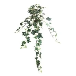 Outlet 🎁 12 Pack: Assorted Mini English Ivy Bush by Ashland® 🌟 -Ashland Shop MP308569 4