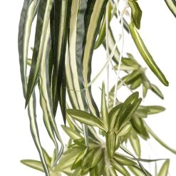 Best Sale 🛒 12 Pack: Light Green Variegated Spider Bush by Ashland® ✔️ -Ashland Shop MP308650 20