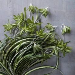 Best Sale 🛒 12 Pack: Light Green Variegated Spider Bush by Ashland® ✔️ -Ashland Shop MP308650 22