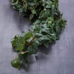 Top 10 😍 12 Pack: German Ivy Bush by Ashland® ✔️ -Ashland Shop MP335273 22