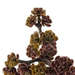 Best reviews of 💯 12 Pack: Creeping Red Sedum Pick by Ashland® 🌟 -Ashland Shop MP337815 20