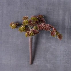 Best reviews of 💯 12 Pack: Creeping Red Sedum Pick by Ashland® 🌟 -Ashland Shop MP337815 22