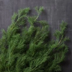 Hot Sale 😍 12 Pack: Green Springeri Fern Bush by Ashland® 😉 -Ashland Shop MP339547 22