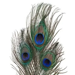 Deals ⭐ 12 Pack: Peacock Feather Picks by Ashland® ❤️ 8 Deals ⭐ 12 Pack: Peacock Feather Picks by Ashland® ❤️ -Ashland Shop MP355707 20
