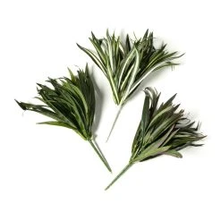 Cheapest 😉 12 Pack: Assorted Cordyline Bush by Ashland® ❤️ 11 Cheapest 😉 12 Pack: Assorted Cordyline Bush by Ashland® ❤️ -Ashland Shop MP356827 21